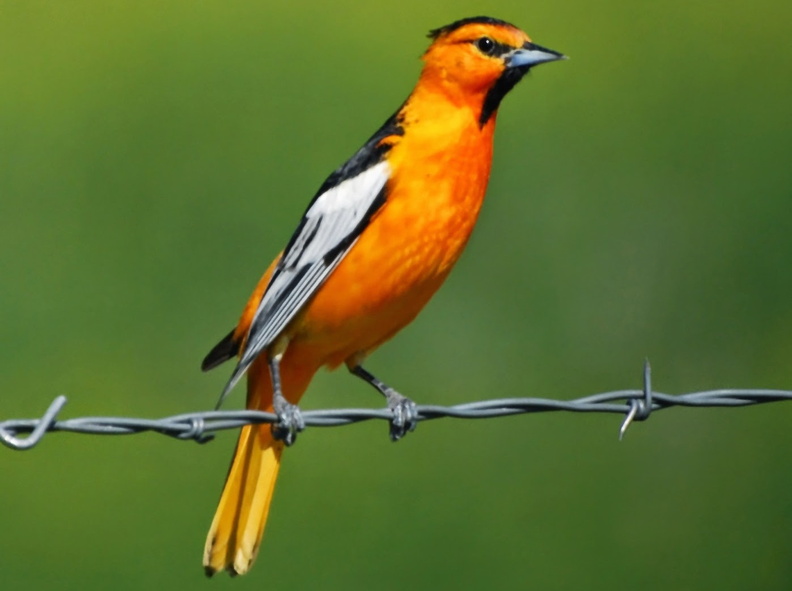 Bullock‘s Oriole (Icterus bullockii) 2